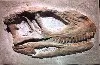 A New Dinosaur Fossil Has Been Discovered in Zigong City