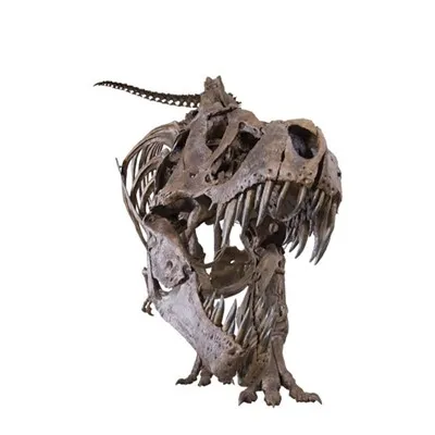 Dinosaur Head Skeleton