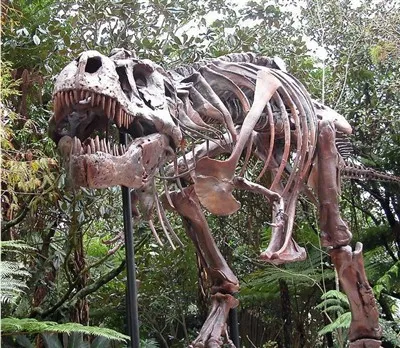 Tyrannosaur Skeleton