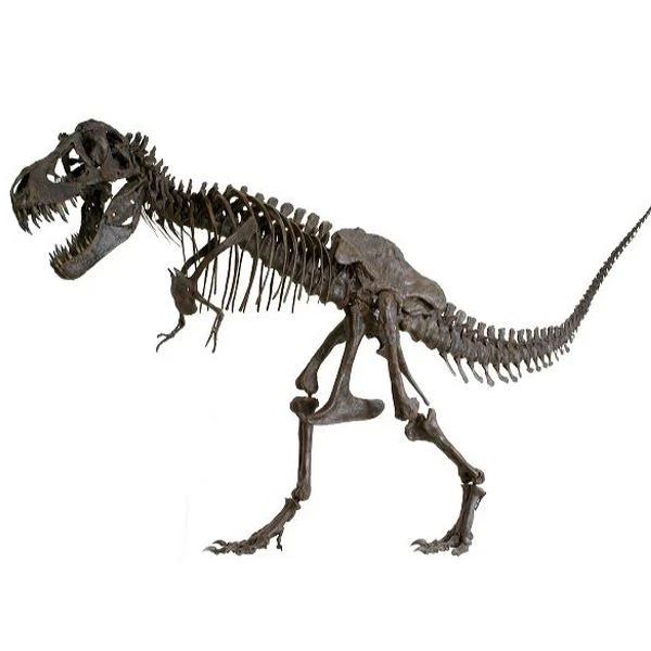 rex4
