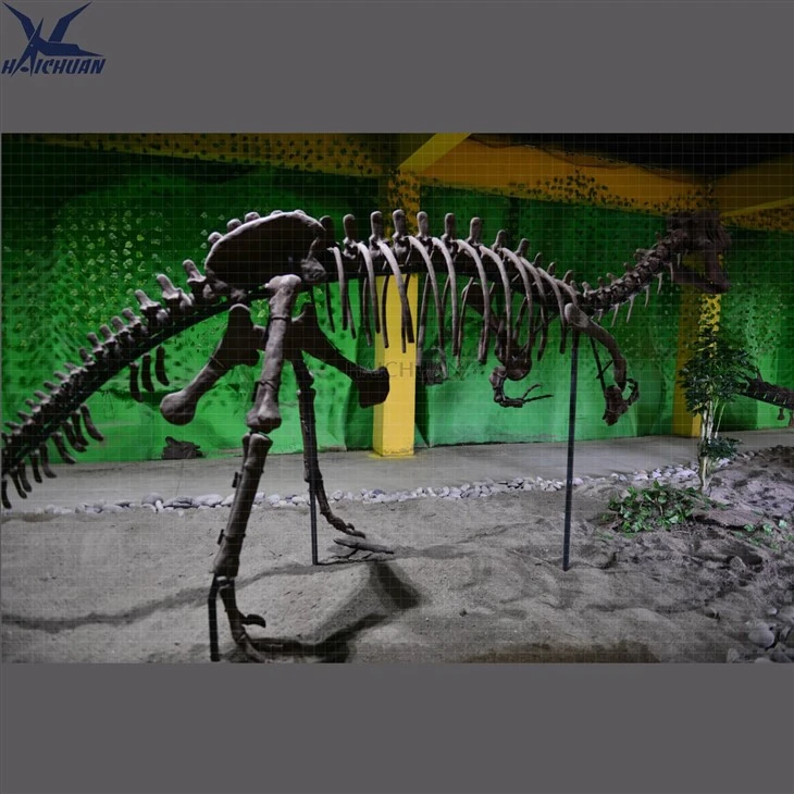 Big Size Dinosaur Skeleton